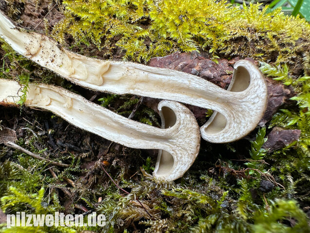 Maiporling, Bewimperter Stielporling, Lentinus substrictus