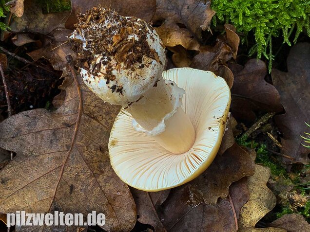 Narzissengelber Knollenblätterpilz, Amanita gemmata