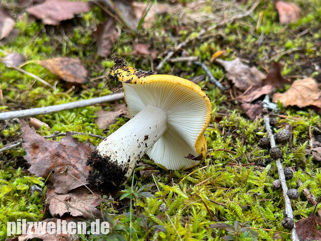 Ockergelber Täubling, Zitronentäubling, Russula ochroleuca