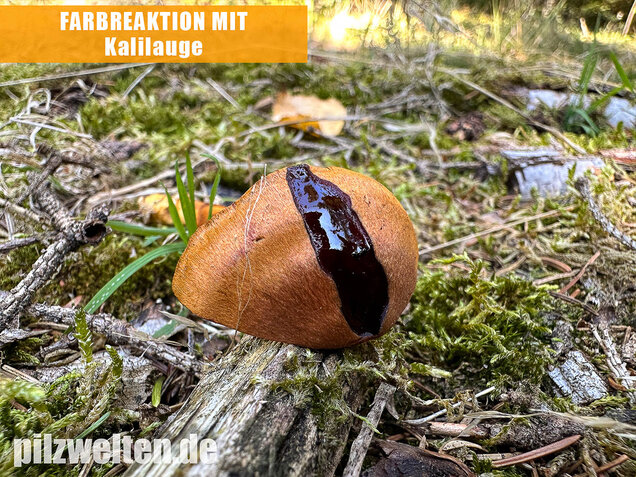 Orangerandiger Hautkopf, Cortinarius malicorius