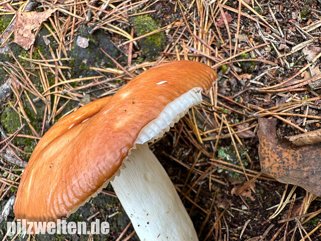 Orangeroter Graustieltäubling, Orangeroter Moor-Täubling, Russula decolorans