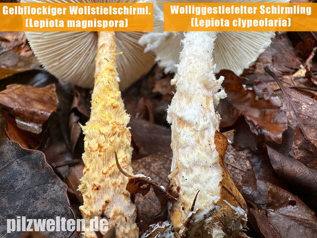 Gelbflockiger Wollstielschirmling, Lepiota magnispora