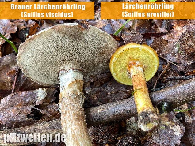 Grauer Lärchenröhrling, Suillus viscidus