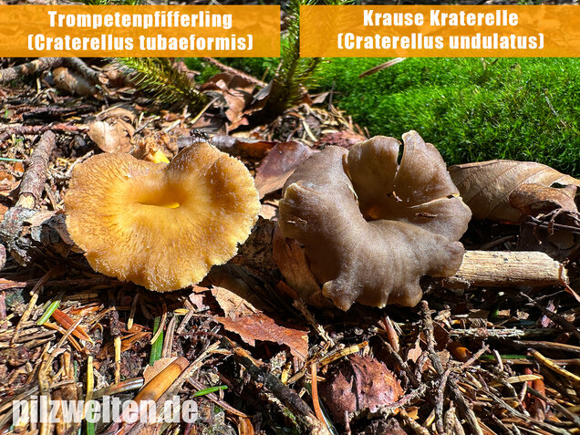Krause Kraterelle, Krauser Leistling, Craterellus undulatus