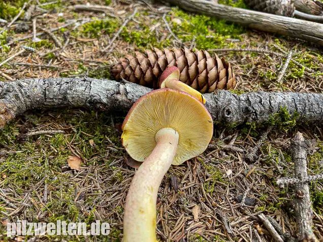 Purpurfilziger Holzritterling, Tricholomopsis rutilans