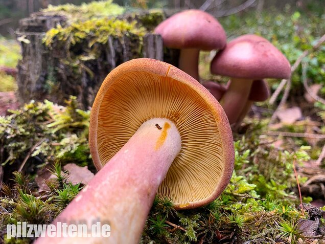 Purpurfilziger Holzritterling, Tricholomopsis rutilans
