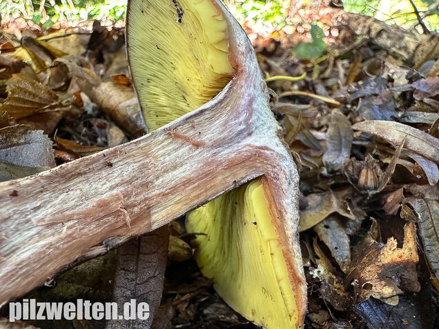 Gelbblättriger Rasling, Rötender Schönkopf, Calocybe favrei