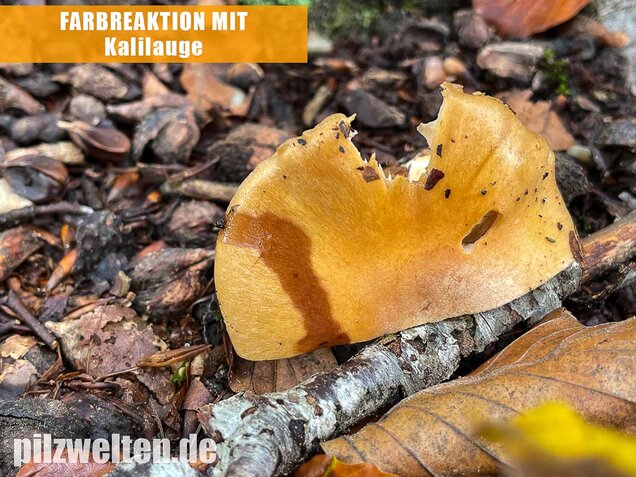 Sägeblättriger Klumpfuß, Cortinarius multiformis