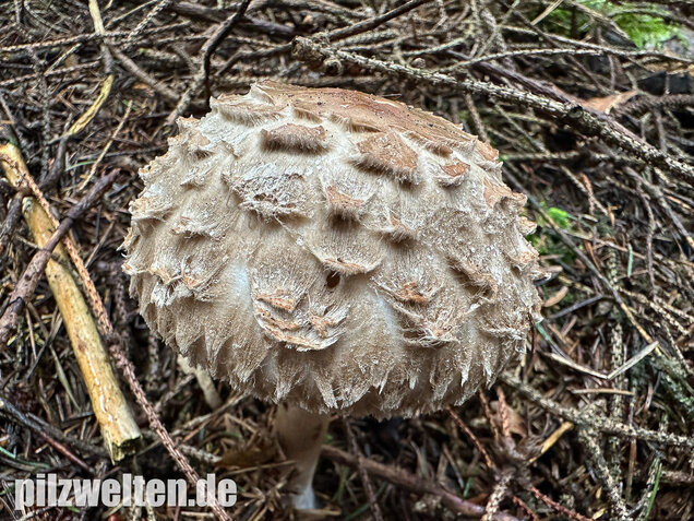 Olivbrauner Safranschirmling, Wald-Safranschirmling, Chlorophyllum olivieri