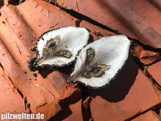 Vielgestaltige Holzkeule, Xylaria polymorpha