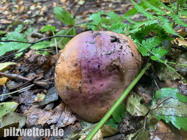 Violettrandiger Schleimkopf, Cortinarius balteatus