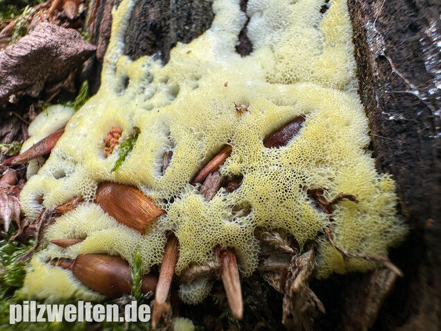 Weißgelbes Netzpolster, Ceratiomyxa porioides