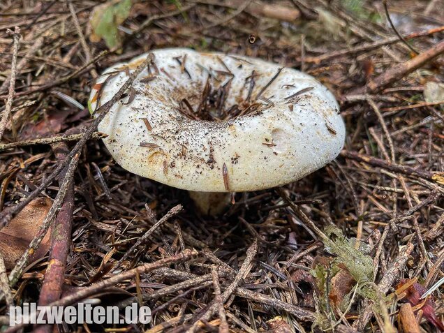 Wolliger Milchling, Lactifluus vellereus