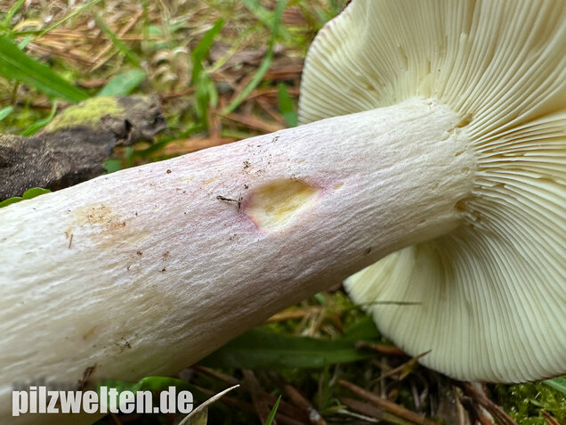 Zedernholz-Täubling, Heimtückischer Täubling, Russula badia