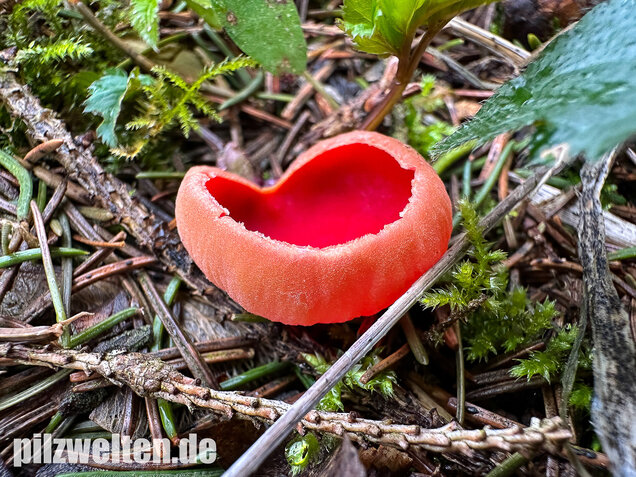 Scharlachroter Kelchbecherling, Österreichischer Prachtbecherling, Sarcoscypha austriaca & coccinea