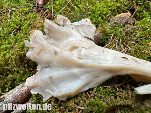 Breitblättrige Glucke, Sparassis brevipes