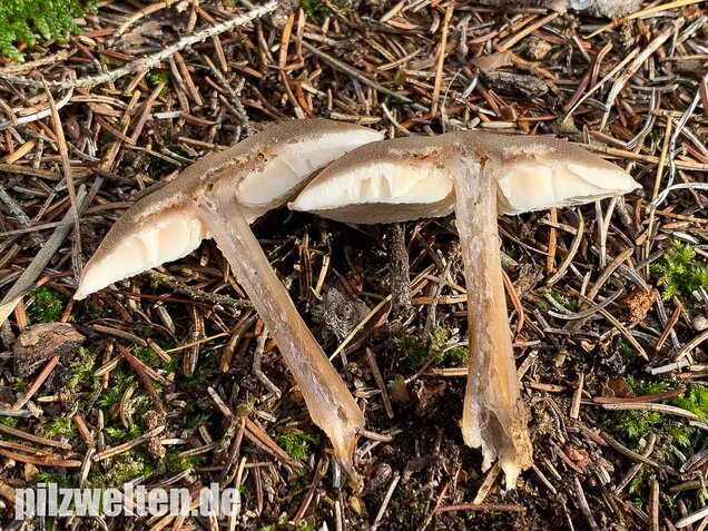 Butterrübling, Rhodocollybia butyracea