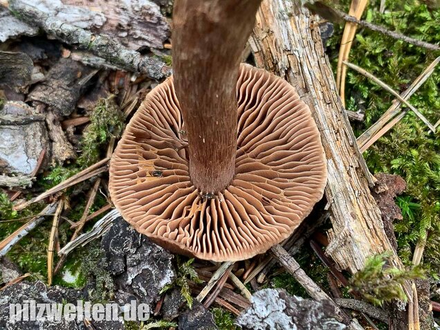 Dunkelbrauner Gürtelfuß, Cortinarius brunneus