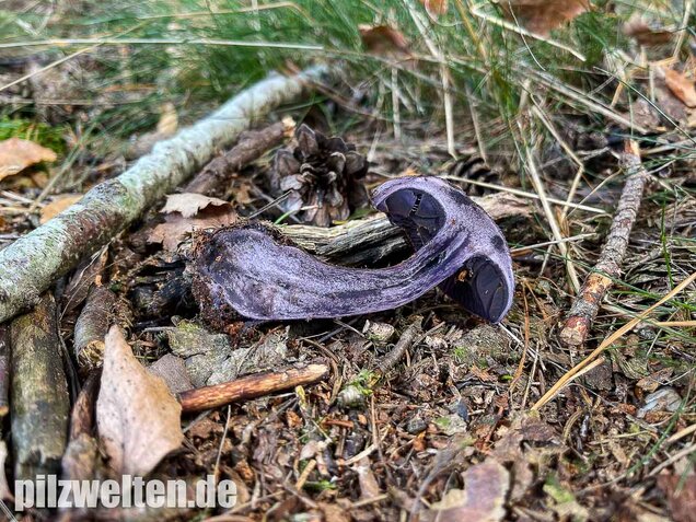 Dunkelvioletter Nadelwaldschleierling, Cortinarius hercynicus