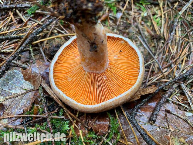 Edelreizker, Lactarius deliciosus