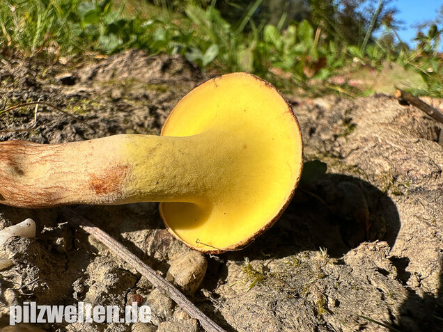 Erlengrübling, Gyrodon lividus