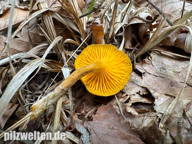 Gelbblättriger Holznabeling, Chrysomphalina chrysophylla