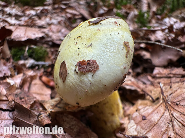 Goldzahn-Schneckling, Hygrophorus chrysodon