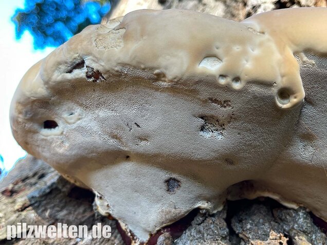Harziger Lackporling, Ganoderma resinaceum