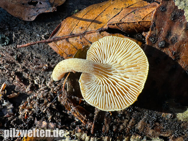 Harziger Sägeblättling, Neolentinus adhaerens