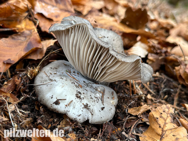 Märzschneckling, Märzellerling, Hygrophorus marzuolus