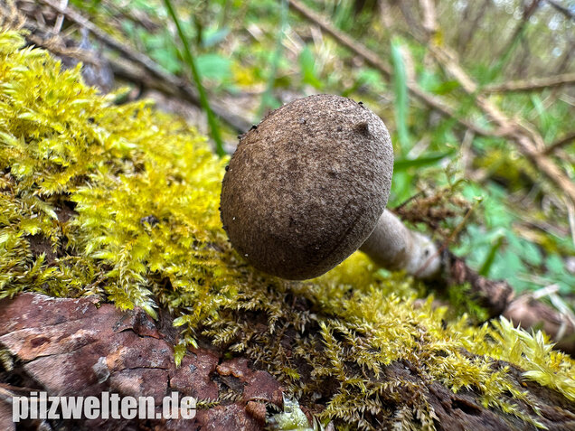 Maiporling, Bewimperter Stielporling, Lentinus substrictus