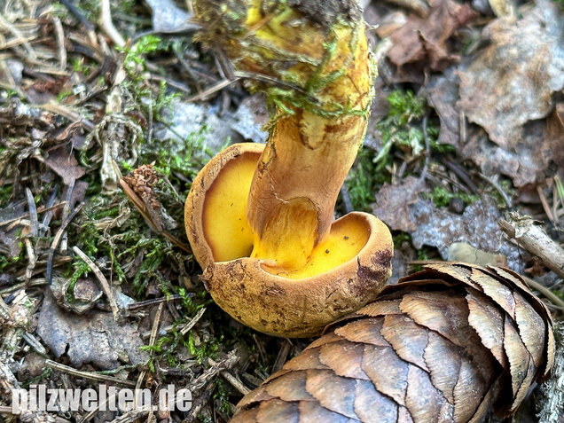Nadelholzröhrling, Nadelholz-Pulverröhrling, Buchwaldoboletus lignicola