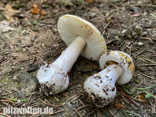 Narzissengelber Knollenblätterpilz, Amanita gemmata