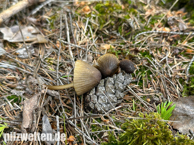 Grünschneidiger Helmling, Mycena viridimarginata