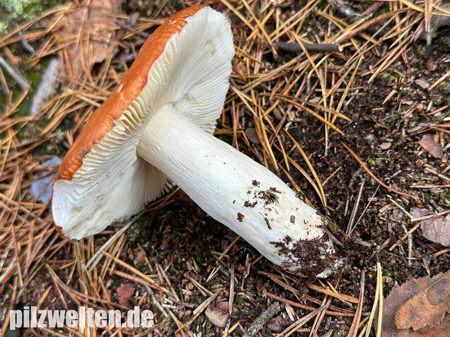 Orangeroter Graustieltäubling, Orangeroter Moor-Täubling, Russula decolorans