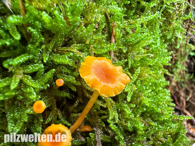 Orangeroter Heftelnabeling, Gelber Moosnabeling, Rickenella fibula