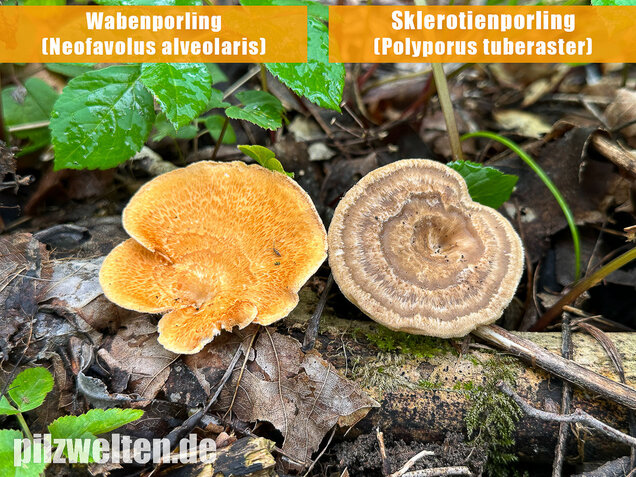 Sklerotienporling, Polyporus tuberaster