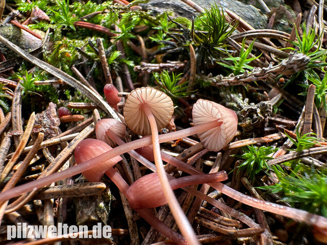 Purpurschneidiger Bluthelmling, Kleiner Bluthelmling, Mycena sanguinolenta