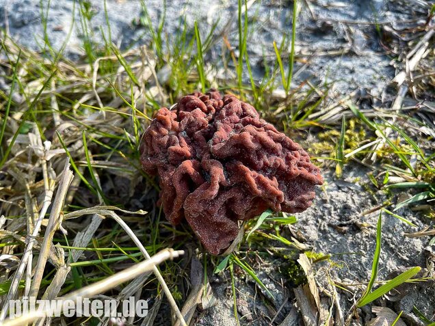 Riesenlorchel, Gyromitra gigas