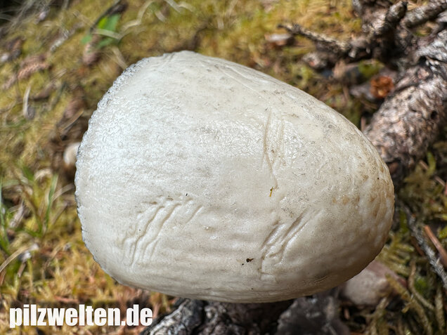 Ringdüngerling, Beringter Düngerling, Panaeolus semiovatus