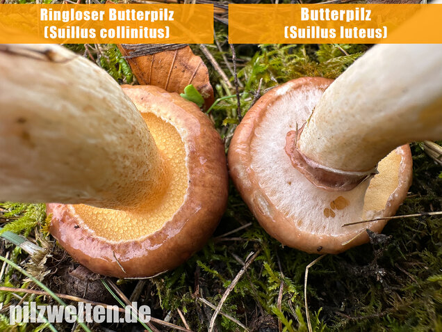 Ringloser Butterpilz, Suillus collinitus