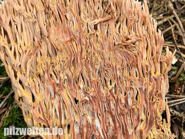 Rotbraune Koralle, Ramaria rubella