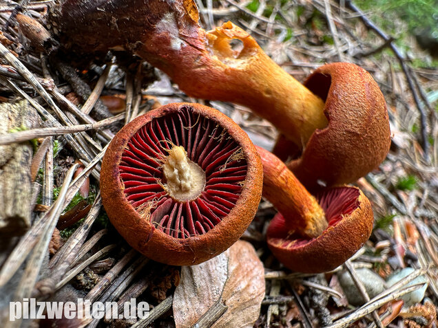 Rotgenatterter Hautkopf, Purpurbrauner Hautkopf, Cortinarius purpureus