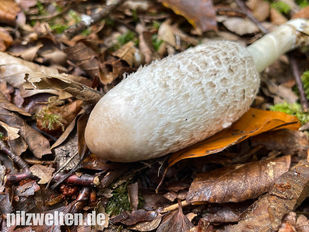 Schopftintling, Coprinus comatus