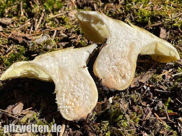 Seifenritterling, Tricholoma saponaceum