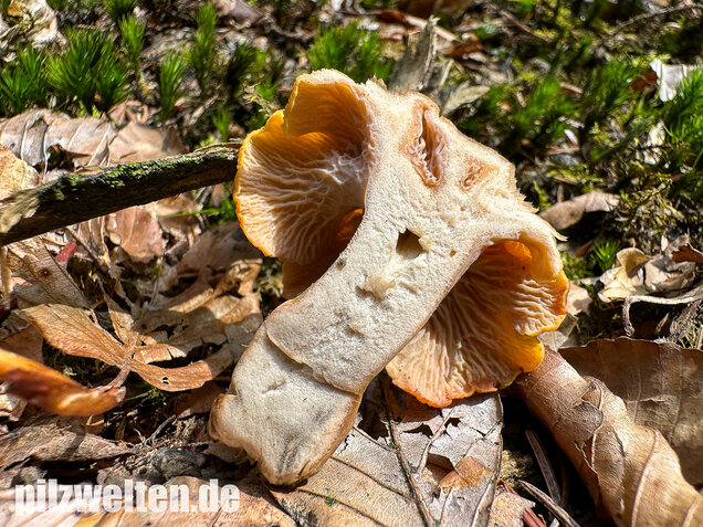 Gelbvioletter Pfifferling, Cantharellus ianthinoxanthus