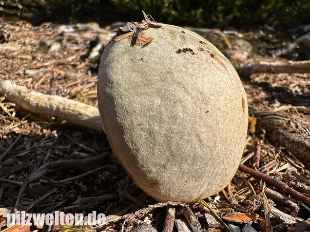 Weißer Birkenpilz, Leccinum holopus