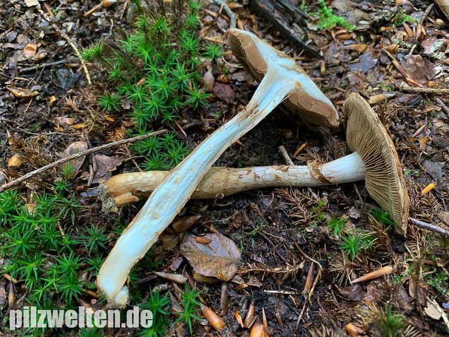 Wurzelnder Marzipanfälbling, Hebeloma radicosum