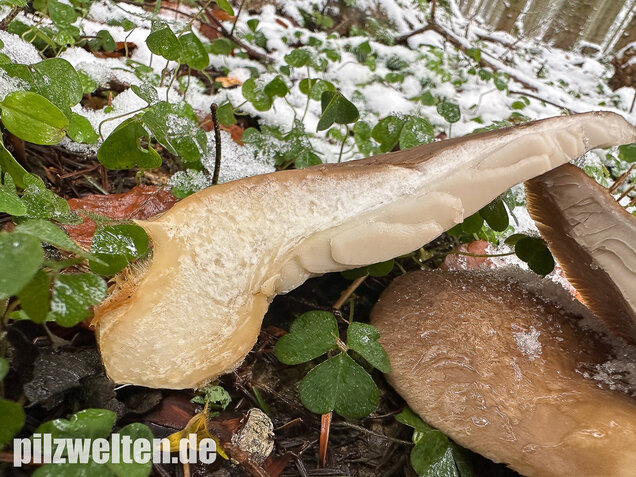 Austernseitling, Austernpilz, Kalbfleischpilz, Pleurotus ostreatus