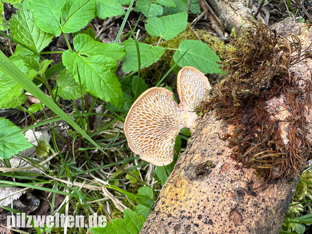 Bienenwabenporling, Waben-Stielporling, Neofavolus alveolaris